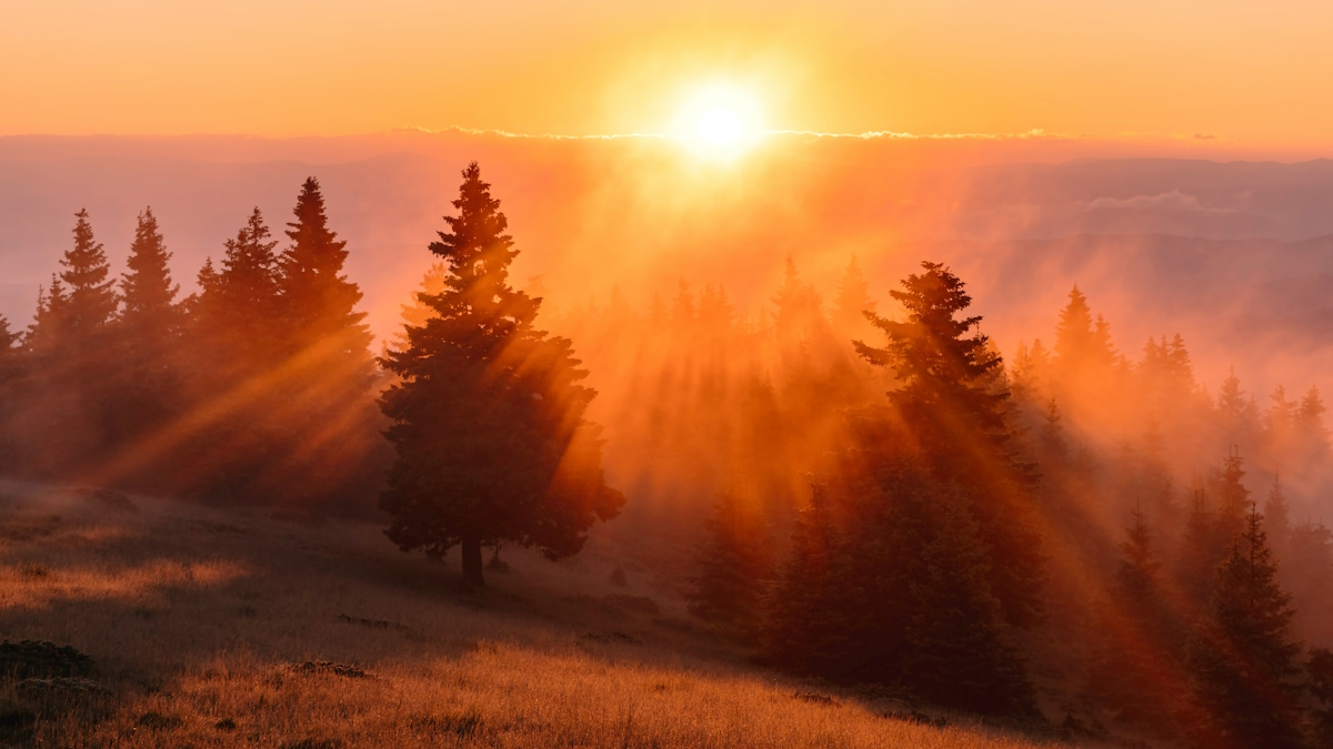 Photo by Daniel Mirlea from Unsplashed: https://unsplash.com/photos/green-tree-on-brown-field-during-daytime-dfuA04fz9yM